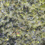 Amphibiens