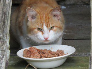 petite chatte un