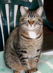 cachou