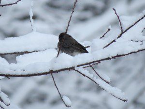 juncosurbrancheenneigee
