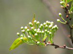 Bourgeons de merisier