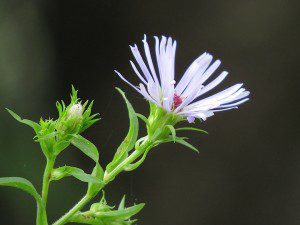aster simple