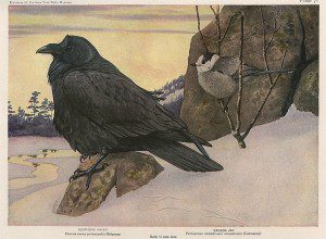 corbeau