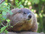 marmotte deux