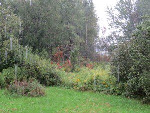 arriere sous la pluie