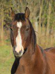 cheval un