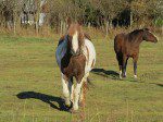 chevaux deux
