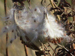 graines dasclepiade
