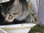 minou gris cinq