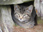 minou gris deux