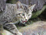 minou gris six