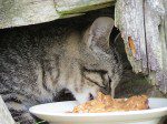 minou gris trois