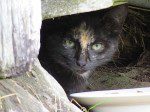 minou noir deux