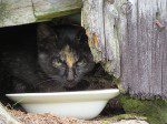 minou noir un