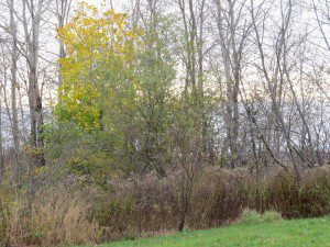 automne