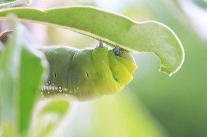 chenille grugeant une feuille