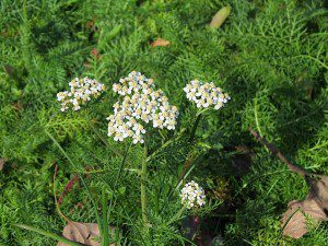 herbe a dindes dautomne