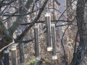 junco ardoise deux