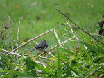 junco cinq