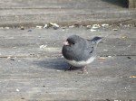 junco deux