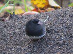 junco quatre