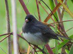 junco six
