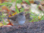 junco trois
