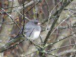 junco un