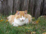 minette deux