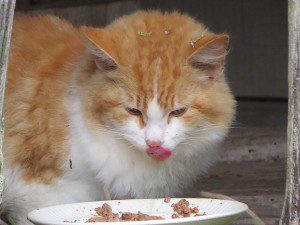 minette un