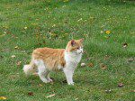 minette un