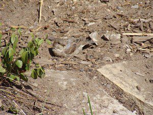 moineau domestique