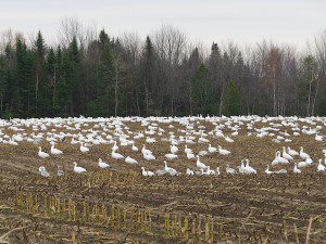 oies des neiges un