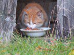 petite chatte deux