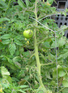 plant de tomate