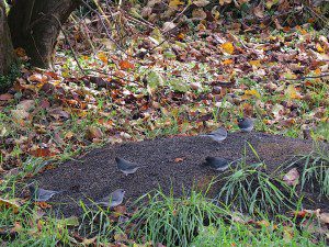 six juncos