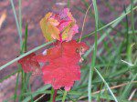 feuille rouge