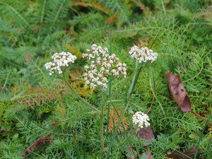 herbe a dindes