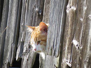 minette