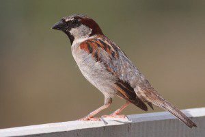 moineau domestique