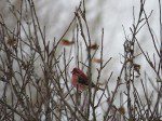 roselin pourpre