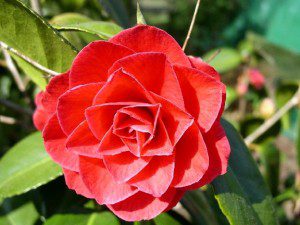 camelia