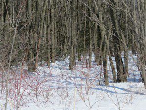 foret