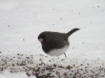 junco ardoise