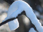 serpent de neige