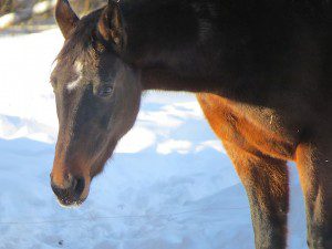 cheval brun