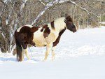 cheval un