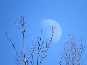 lune  d hiver