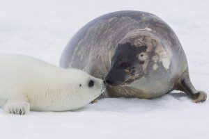 mere phoque et son blanchon