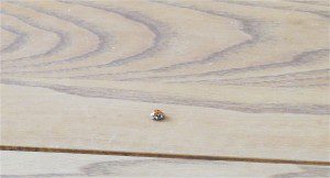 coccinelle asiatique